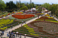 Tulip fest