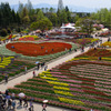 Tulip fest