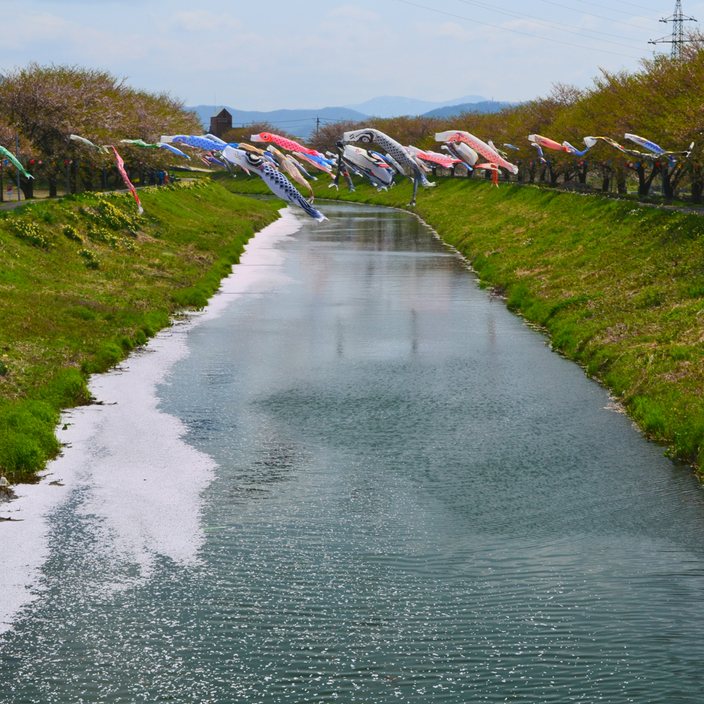 桜散らしと、泳ぐ鯉のぼり