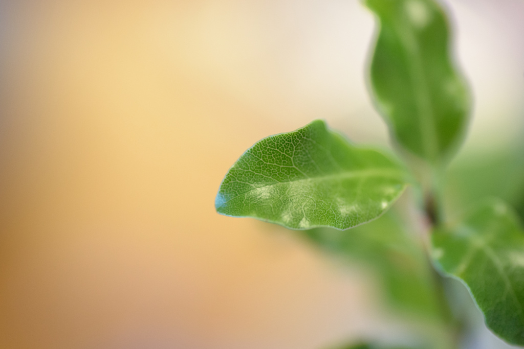 Leaves