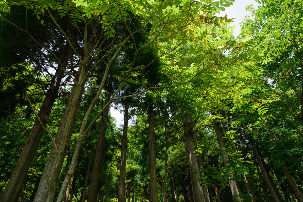 Forest