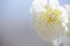 Ume blossoms