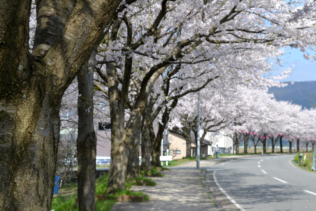 桜並木
