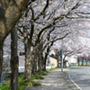 桜並木