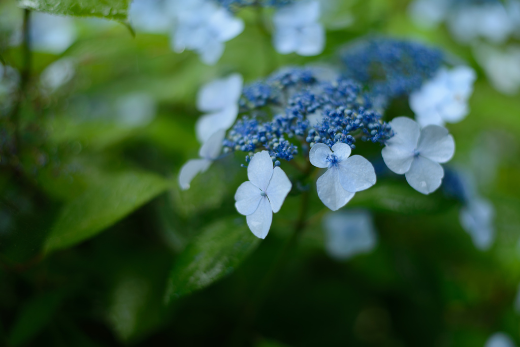 Hydrangea*