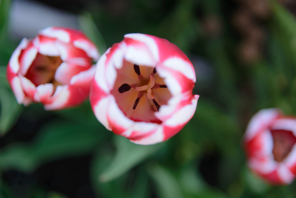 Tulip N°7
