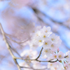 Sakura blossoms