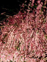 梅花の滝