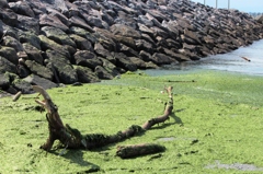 ワニ    じゃなくて流木
