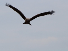 IMG_0613-1