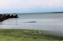 流木
