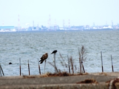 鳶とカラス