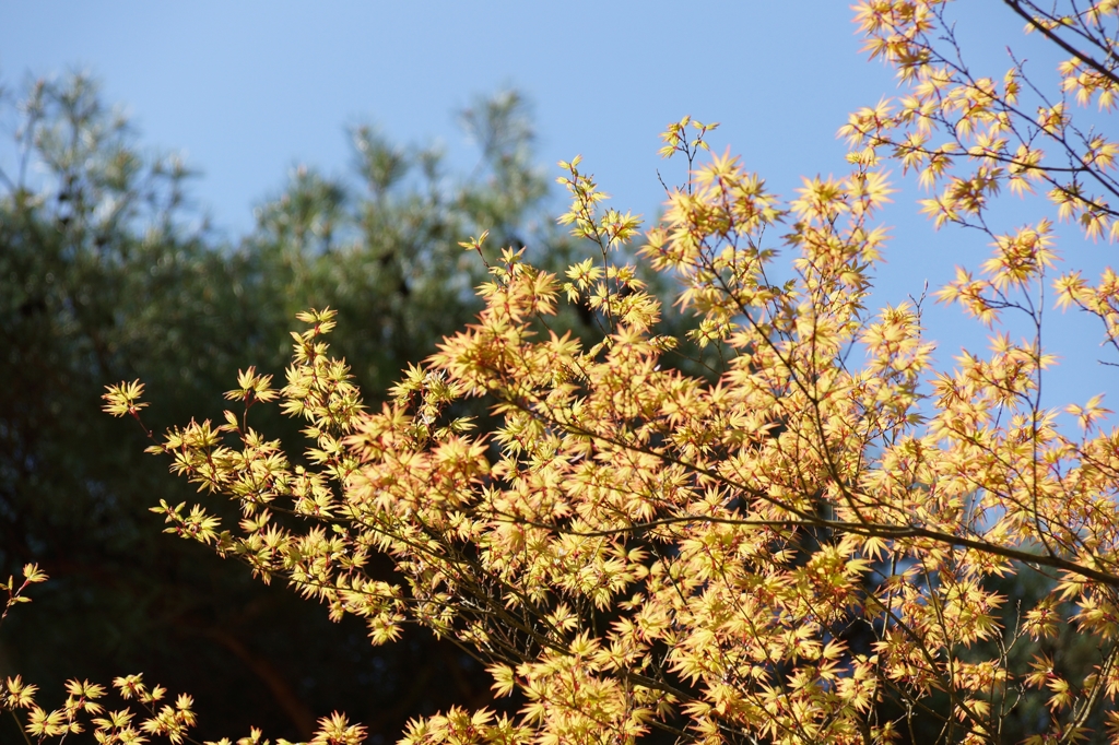 カエデの芽吹き 毛越寺にて
