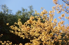 カエデの芽吹き 毛越寺にて