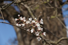衣川の北館サクラ