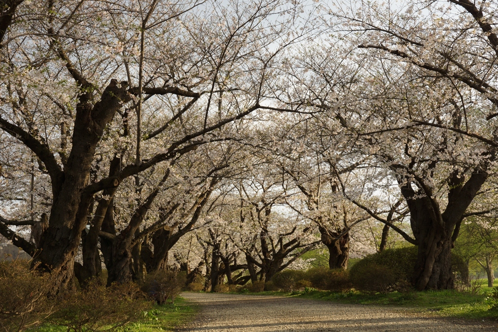 ソメイヨシノ 北上展勝地にて