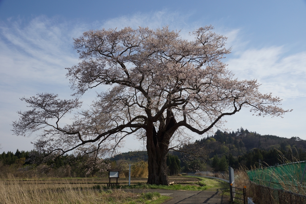衣川の北館サクラ_樹齢約７００年のエドヒガン