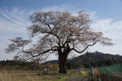 衣川の北館サクラ_樹齢約７００年のエドヒガン