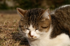 木曽路のねこ
