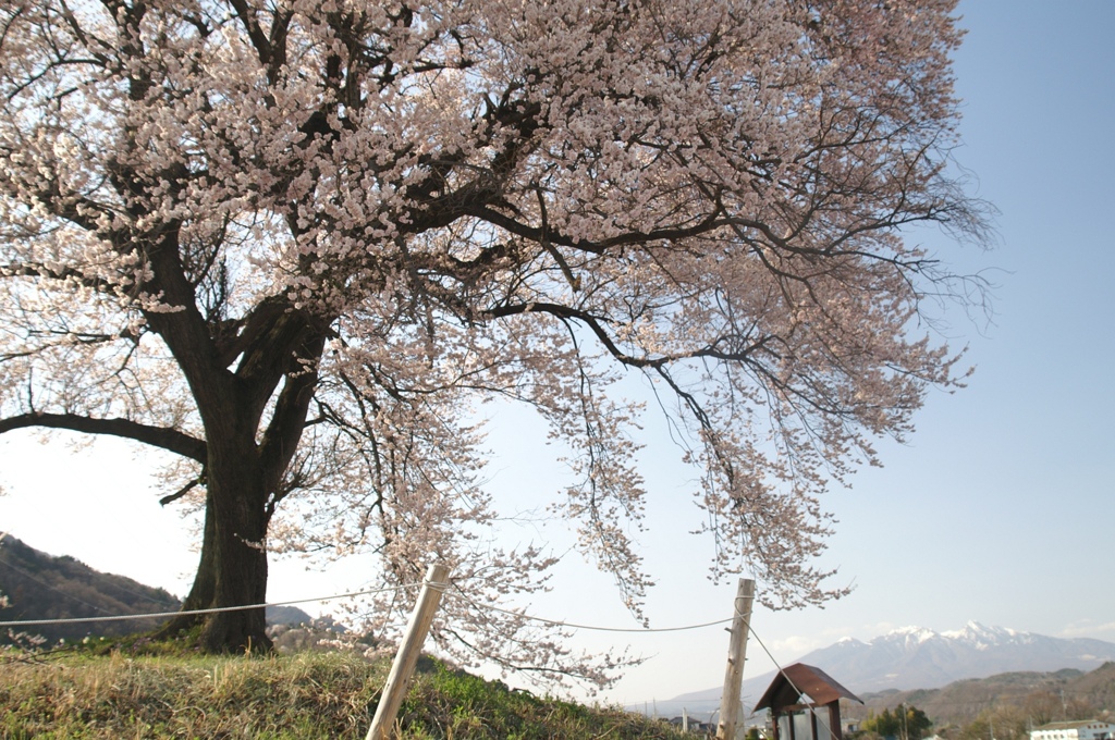 ’06_わに塚の桜