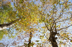 ブナの紅葉