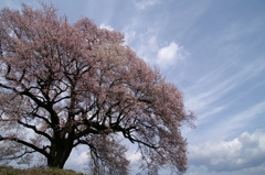 わに塚の桜