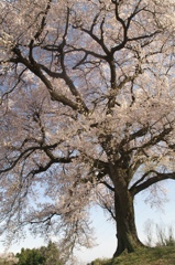 ’06_わに塚の桜