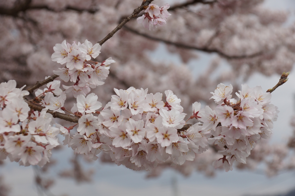 '13_山高神代桜
