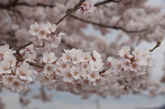 '13_山高神代桜