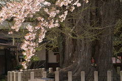 高山国分寺の大イチョウ
