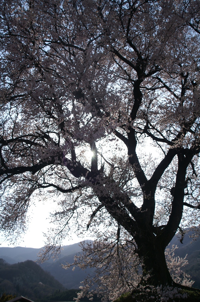 ’06_わに塚の桜