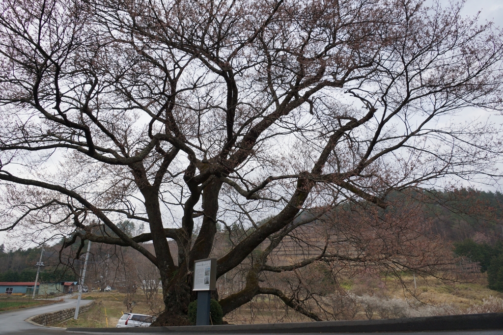 '13_関のサクラつぼみ