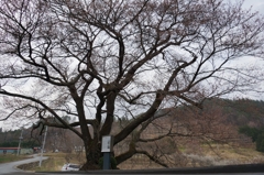 '13_関のサクラつぼみ