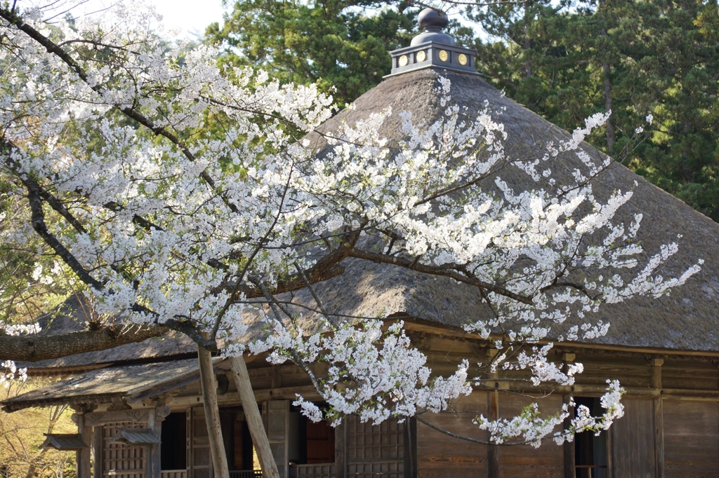 サクラ 毛越寺にて
