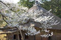 サクラ 毛越寺にて