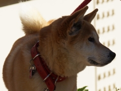 DSC03975ss