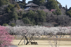 偕楽園の梅まつり