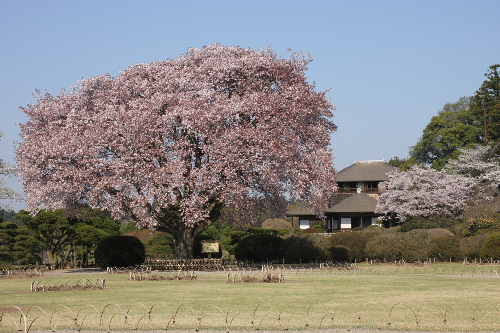 桜を追いかけて(茨城 偕楽園)