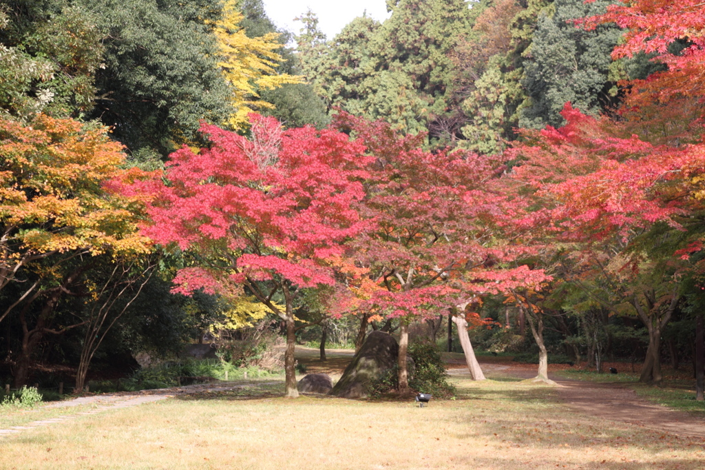 もみじ谷の紅葉