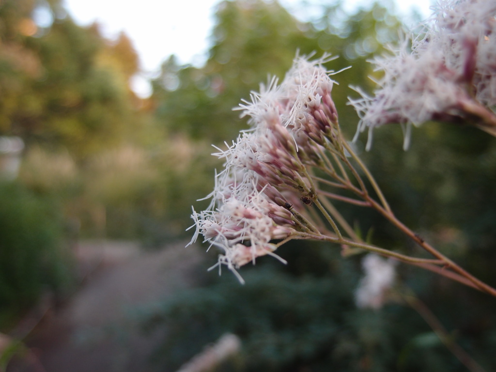 向島百花園のフジバカマ(スーパーマクロ)