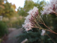 向島百花園のフジバカマ(スーパーマクロ)