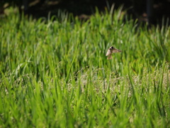 小石川後楽園の稲田にスズメ