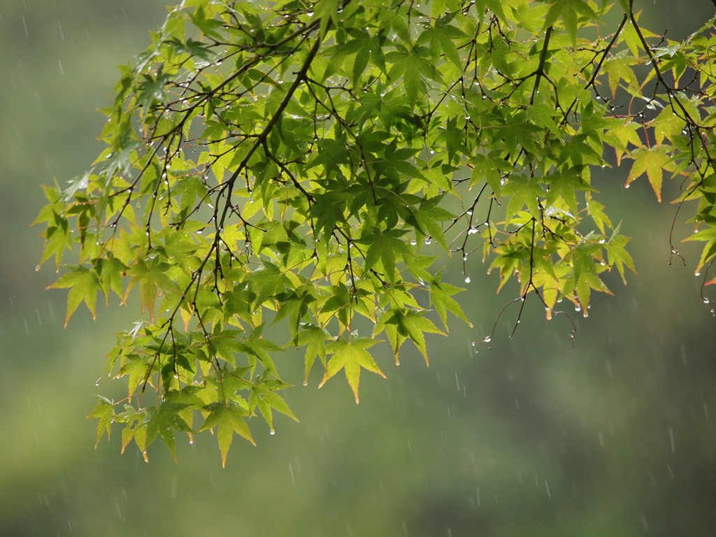 雨の小石川後楽園にて(4)