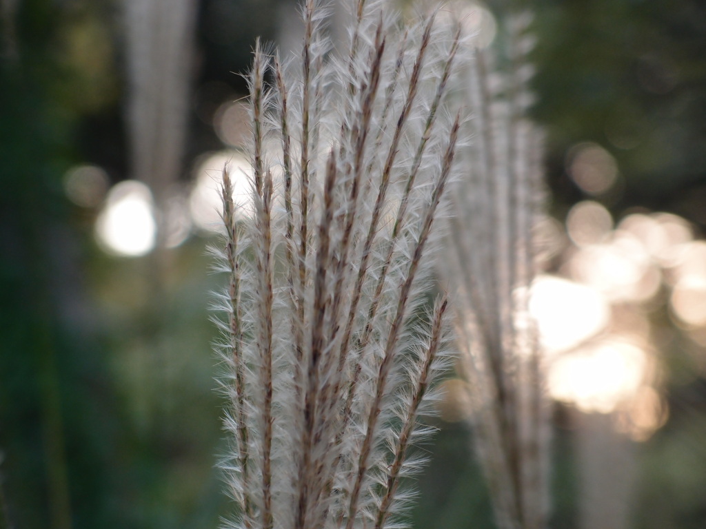 向島百花園のススキ(F2.5)