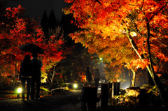 雨の紅葉ライトアップ
