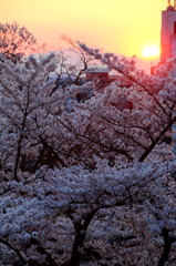 沈む夕日、散る桜