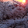 沈む夕日、散る桜