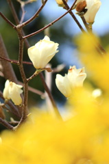 木蓮 間もなく開花