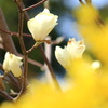 木蓮 間もなく開花