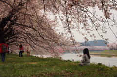 桜並木